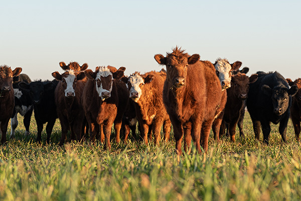 Farm and Ranch Outfitters Banner