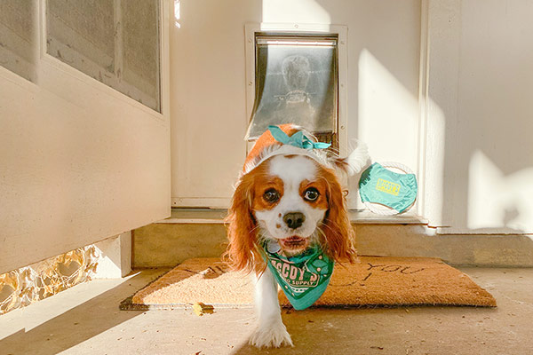 Dog Exiting Through Pet Door