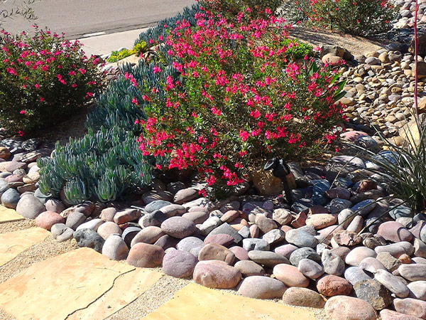 drip-irrigated landscaping